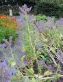 Borago officinalis