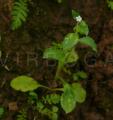 Bothriospermum zeylanicum