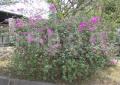 Bougainvillea spectabilis