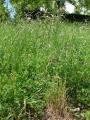 Bromus carinatus