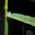 Bromus diandrus