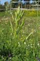 Bromus hordeaceus