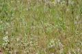 Bromus madritensis
