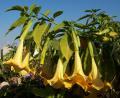 Brugmansia suaveolens