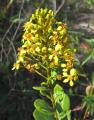 Byrsonima crassifolia