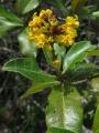 Byrsonima sericea
