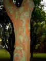 Caesalpinia echinata