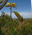 Caesalpinia microphylla