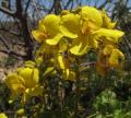 Caesalpinia pyramidalis