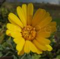 Calendula arvensis