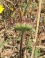 Calendula suffruticosa