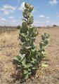 Calotropis gigantea