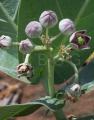 Calotropis procera