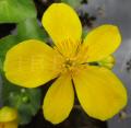 Caltha palustris