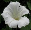 Calystegia sepium