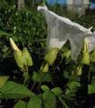 Calystegia silvatica