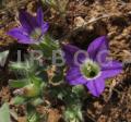 Campanula hierosolymitana