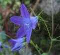 Campanula lusitanica