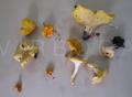 Cantharellus cibarius