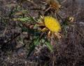 Carlina hispanica