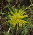 Carthamus lanatus