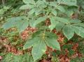 Carya glabra