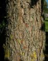 Carya illinoinensis