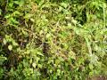 Cassytha filiformis