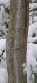 Castanea dentata