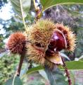 Castanea sativa