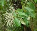 Castanopsis fleuryi