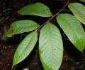Castanopsis mekongensis