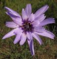 Catananche caerulea