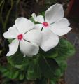 Catharanthus roseus