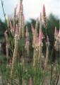 Celosia argentea