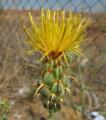Centaurea ornata