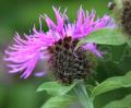 Centaurea phrygia