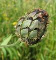 Centaurea scabiosa
