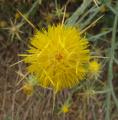 Centaurea solstitialis
