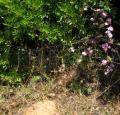 Centaurium erythraea