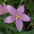 Centaurium portense