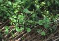 Centella asiatica