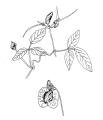 Centrosema pubescens