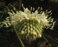Cephalaria ambrosioides
