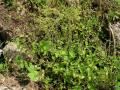 Cerastium glomeratum
