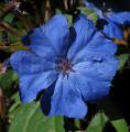 Ceratostigma plumbaginoides