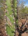 Cereus jamacaru