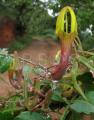 Ceropegia affinis