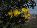 Chamaecrista brachystachya
