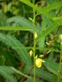 Chamaecrista mimosoides